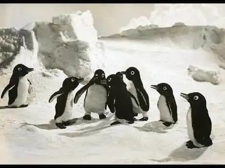 對企鵝男孩、露露和琪琪的魅力和情感進行深入分析！